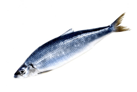 Рыба с/м Сельдь олюторская Хотин БМРТ 1/20кг